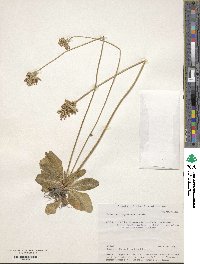 Primula longiscapa image