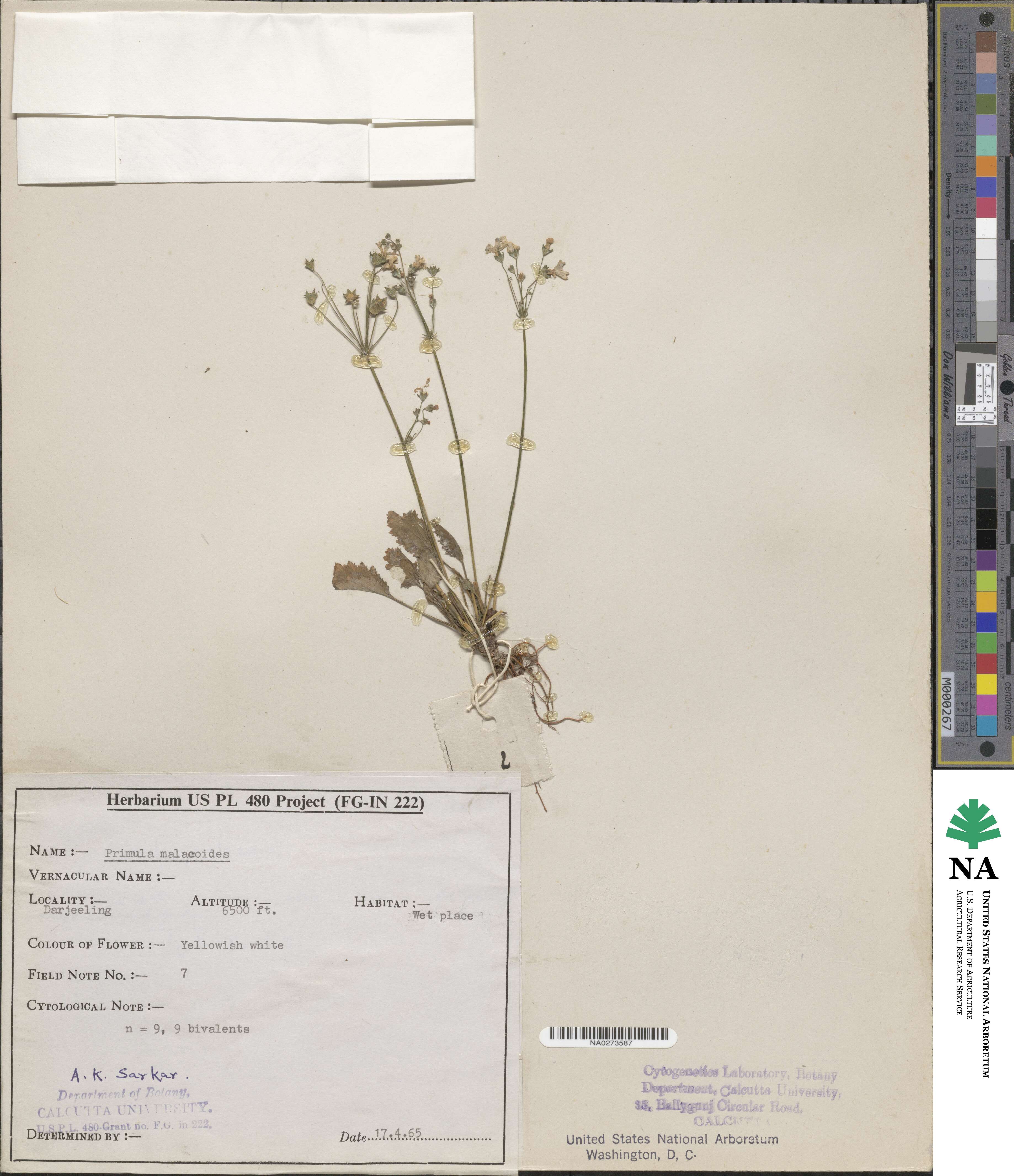 Primula malacoides image