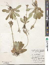 Primula modesta image