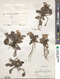 Primula petiolaris image