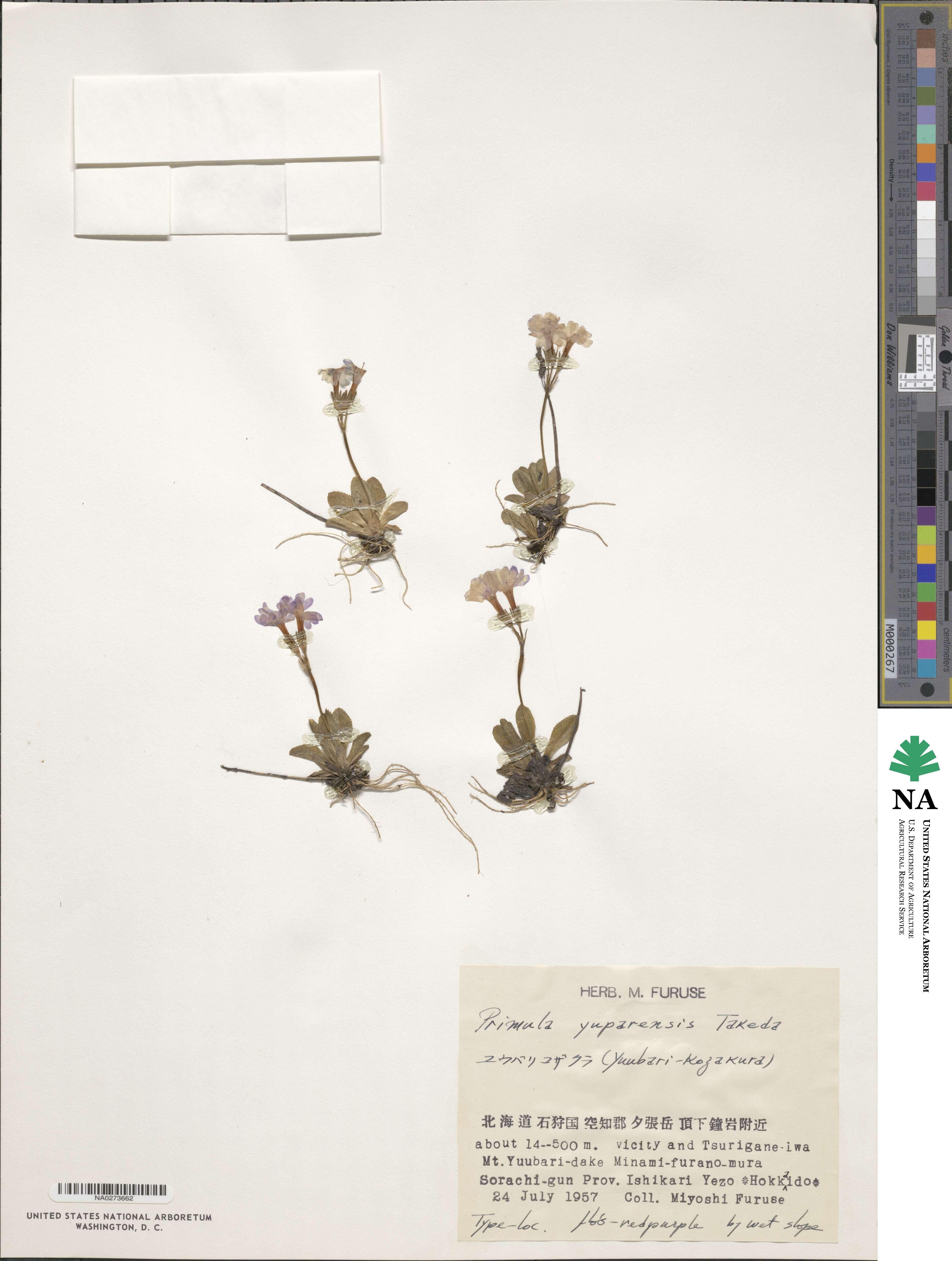 Primula yuparensis image