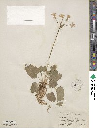 Primula cortusoides image