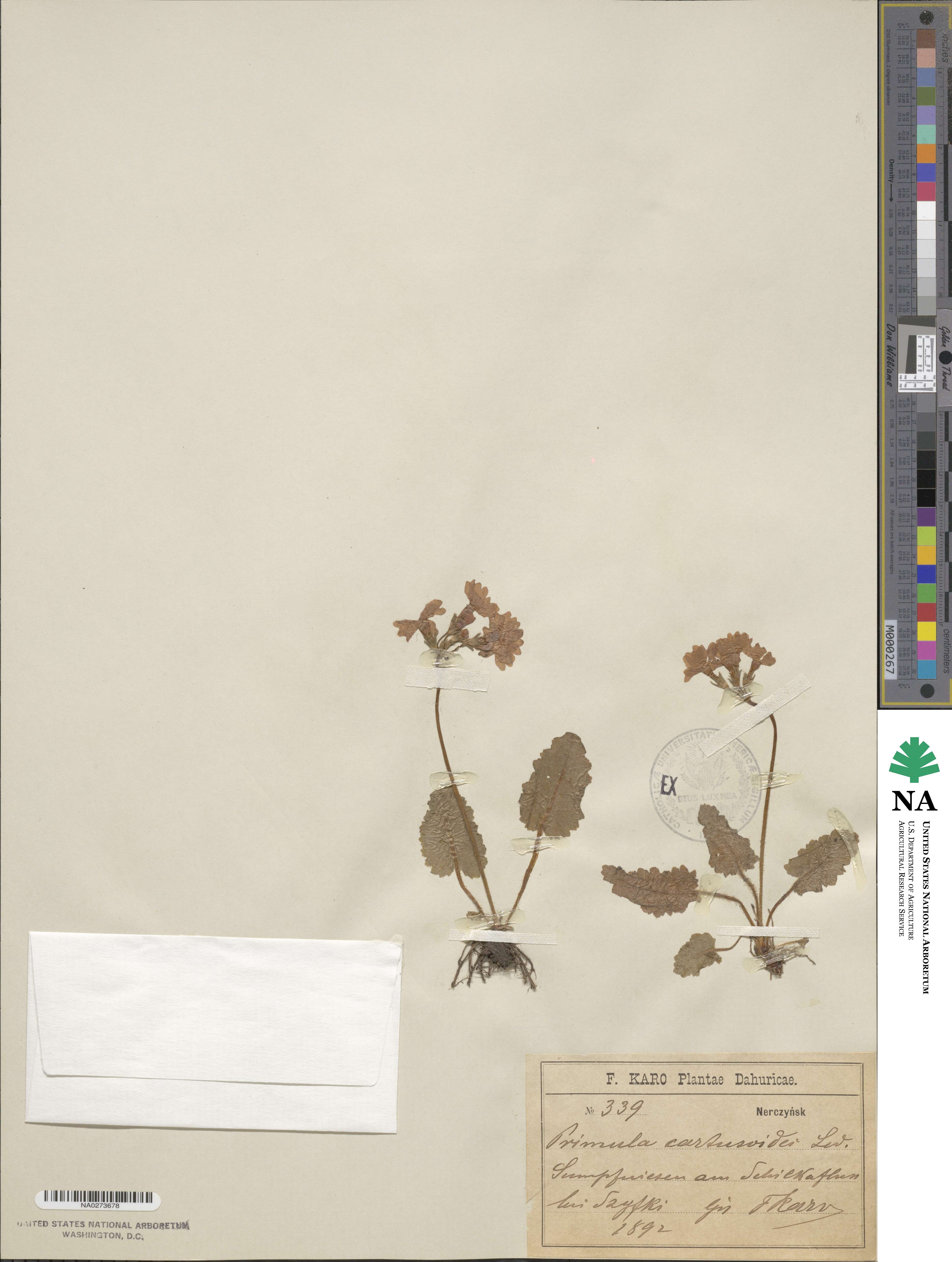 Primula cortusoides image