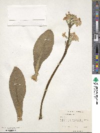 Primula helodoxa image