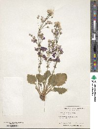 Primula malacoides image