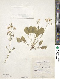 Primula malacoides image