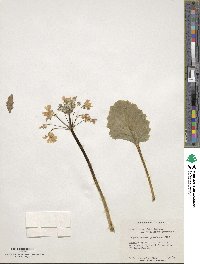 Primula malacoides image