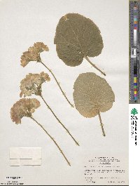 Primula obconica image