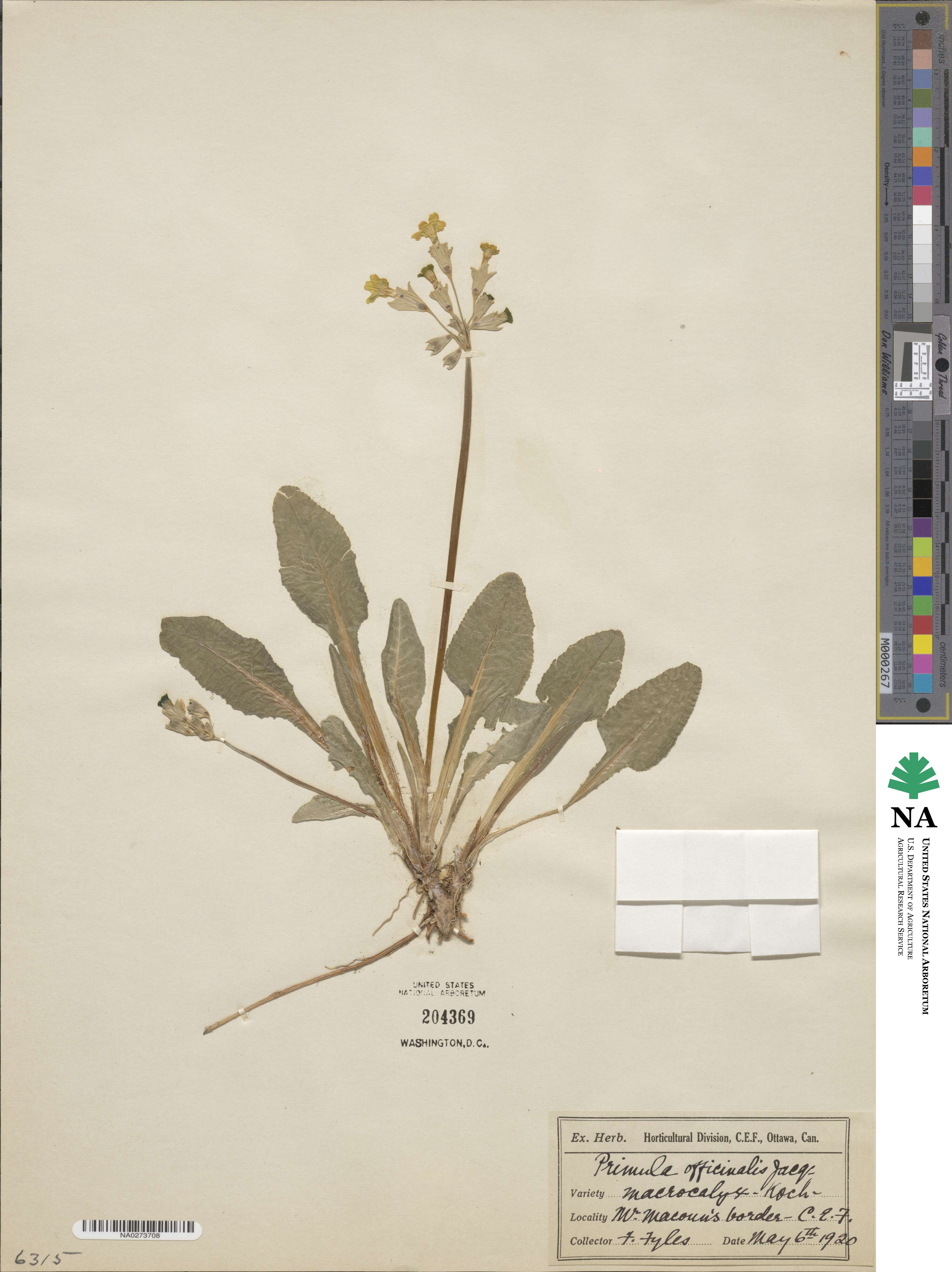 Primula veris subsp. veris image