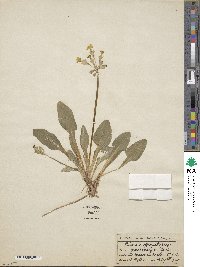 Primula veris subsp. veris image