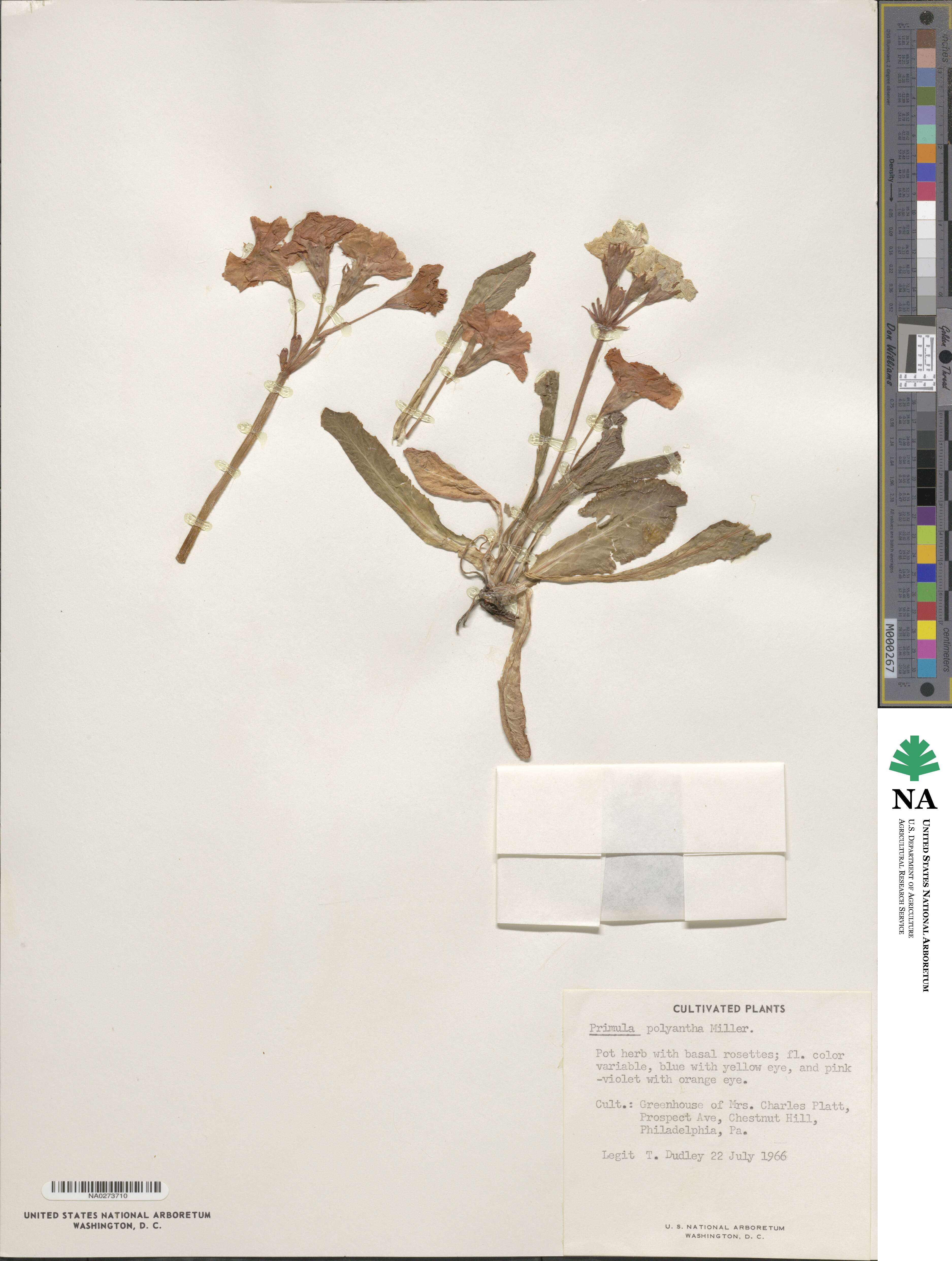 Primula elatior subsp. elatior image