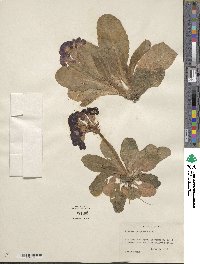 Primula elatior subsp. elatior image