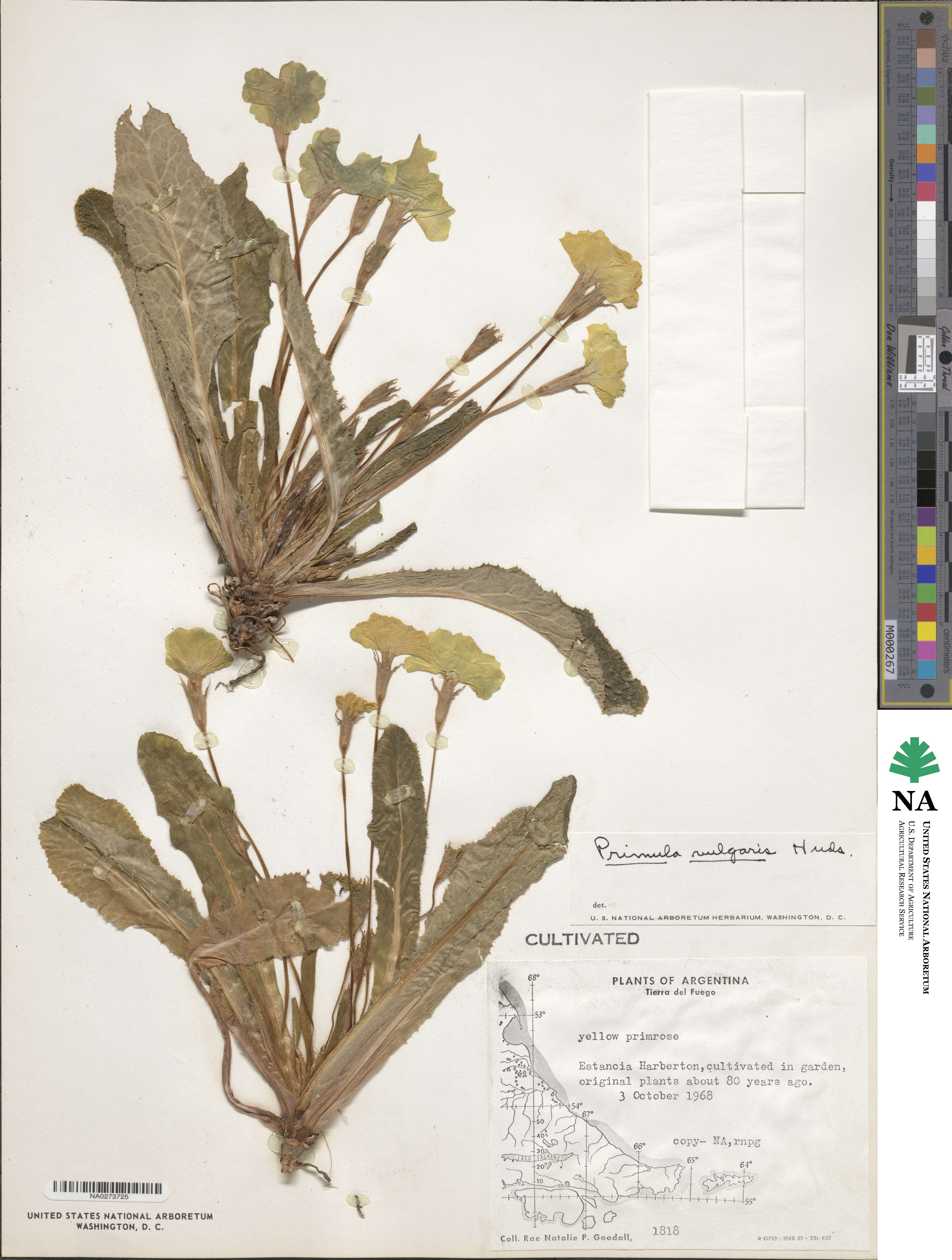 Primula vulgaris image