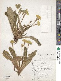 Primula vulgaris image