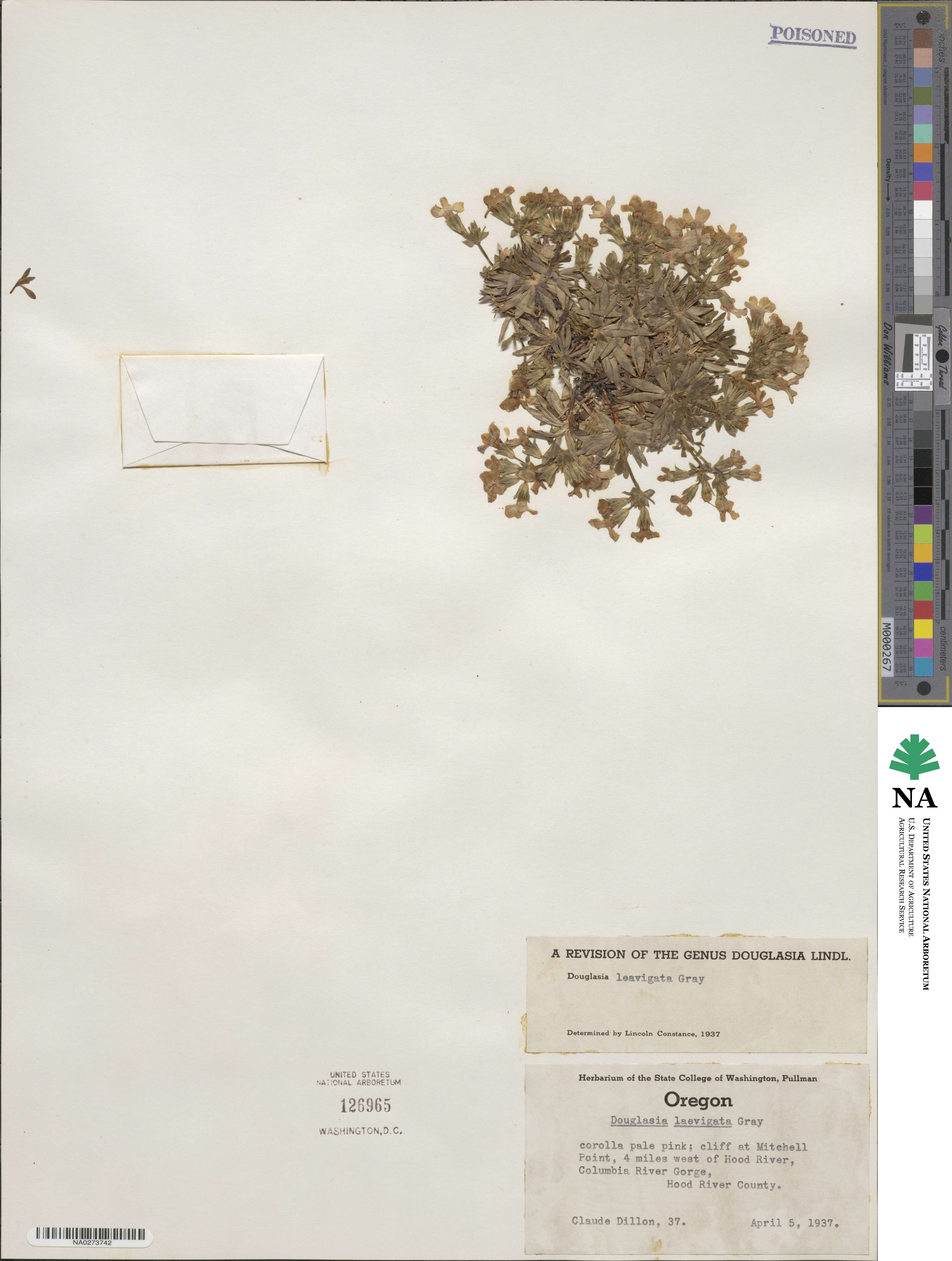 Androsace laevigata image