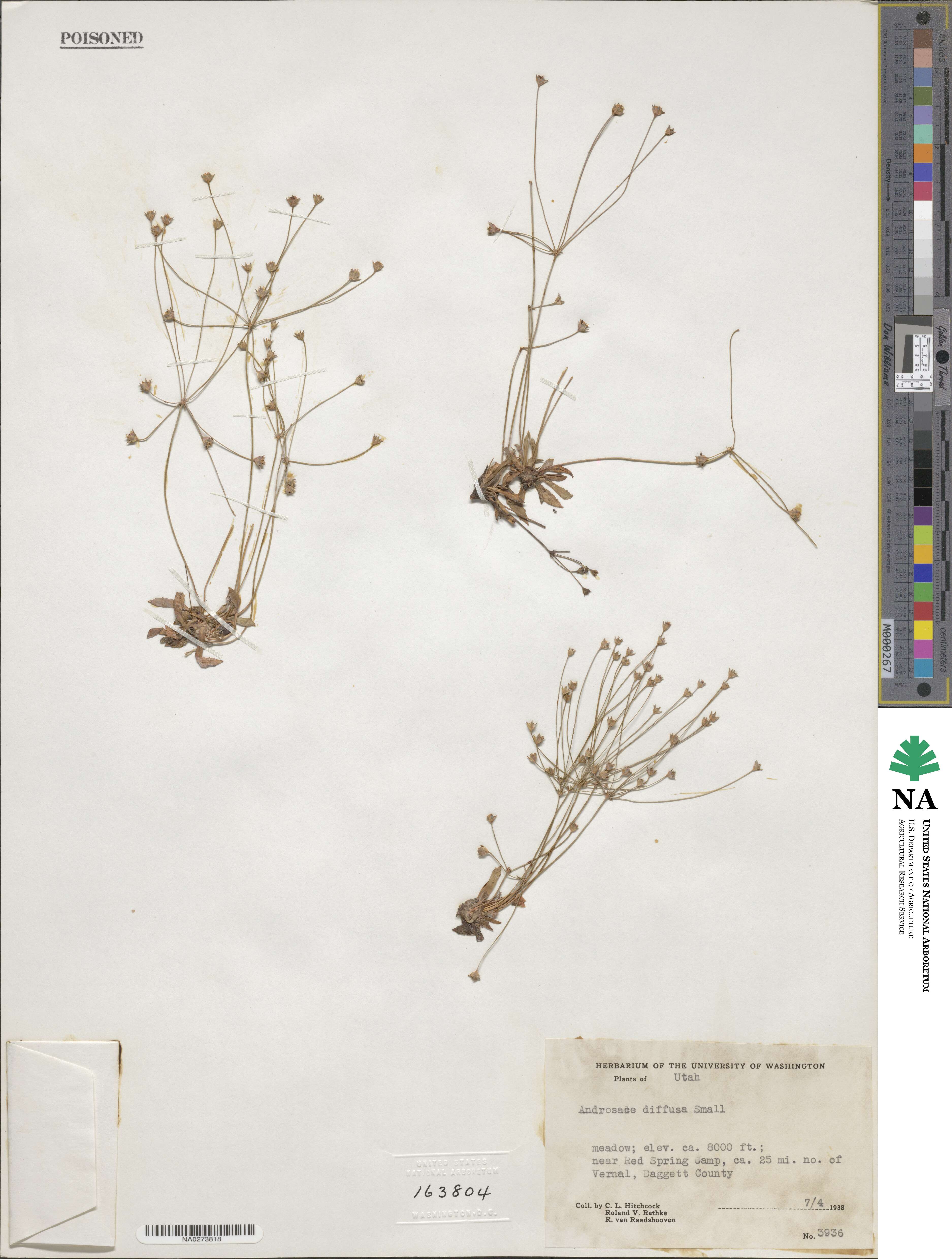 Androsace septentrionalis subsp. subulifera image