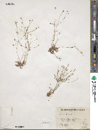 Androsace septentrionalis image