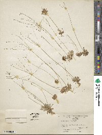 Androsace septentrionalis subsp. subulifera image