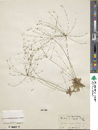 Androsace septentrionalis subsp. subulifera image