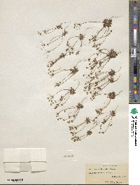 Androsace occidentalis image