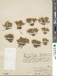 Androsace occidentalis image