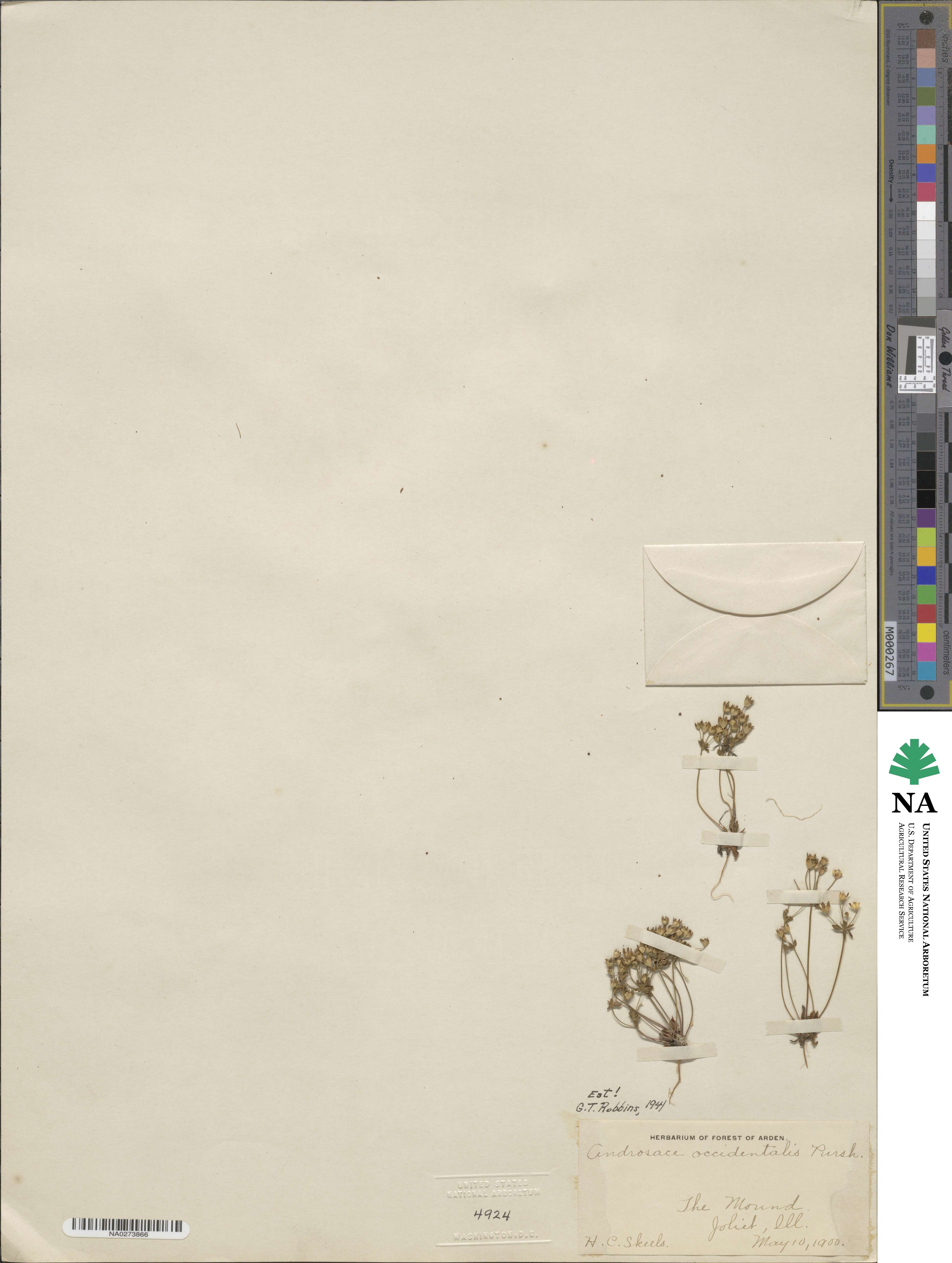 Androsace occidentalis image