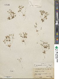 Androsace occidentalis image