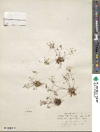 Androsace septentrionalis subsp. puberulenta image