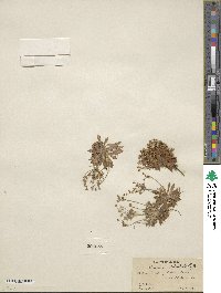 Androsace septentrionalis subsp. puberulenta image