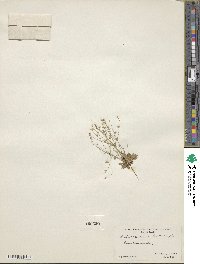 Androsace septentrionalis image