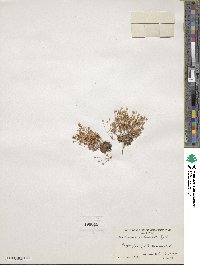 Androsace septentrionalis subsp. puberulenta image