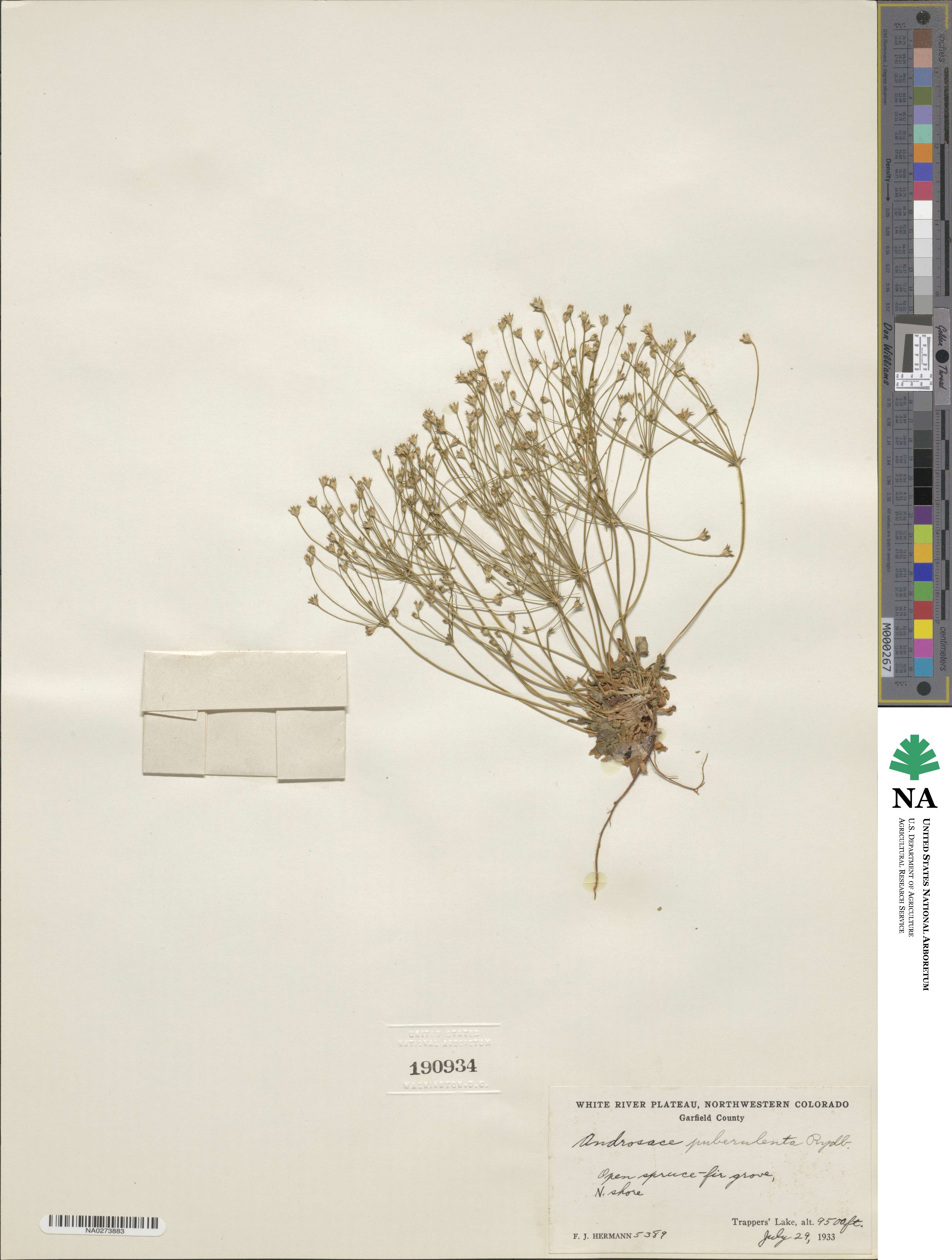 Androsace septentrionalis subsp. puberulenta image