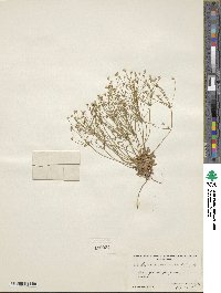 Androsace septentrionalis subsp. puberulenta image