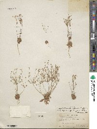 Androsace septentrionalis image