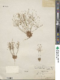 Androsace septentrionalis subsp. puberulenta image