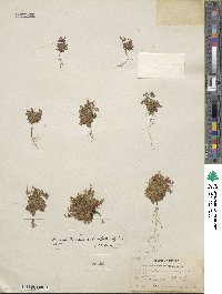 Androsace septentrionalis subsp. puberulenta image