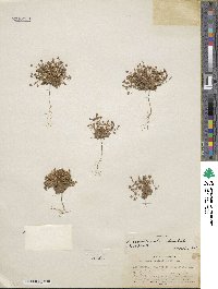 Androsace septentrionalis subsp. puberulenta image