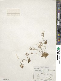 Androsace septentrionalis subsp. puberulenta image