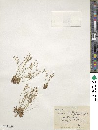 Androsace septentrionalis subsp. puberulenta image