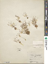 Androsace septentrionalis subsp. puberulenta image