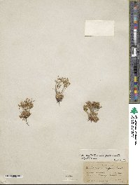 Androsace septentrionalis subsp. puberulenta image