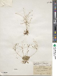 Androsace septentrionalis image