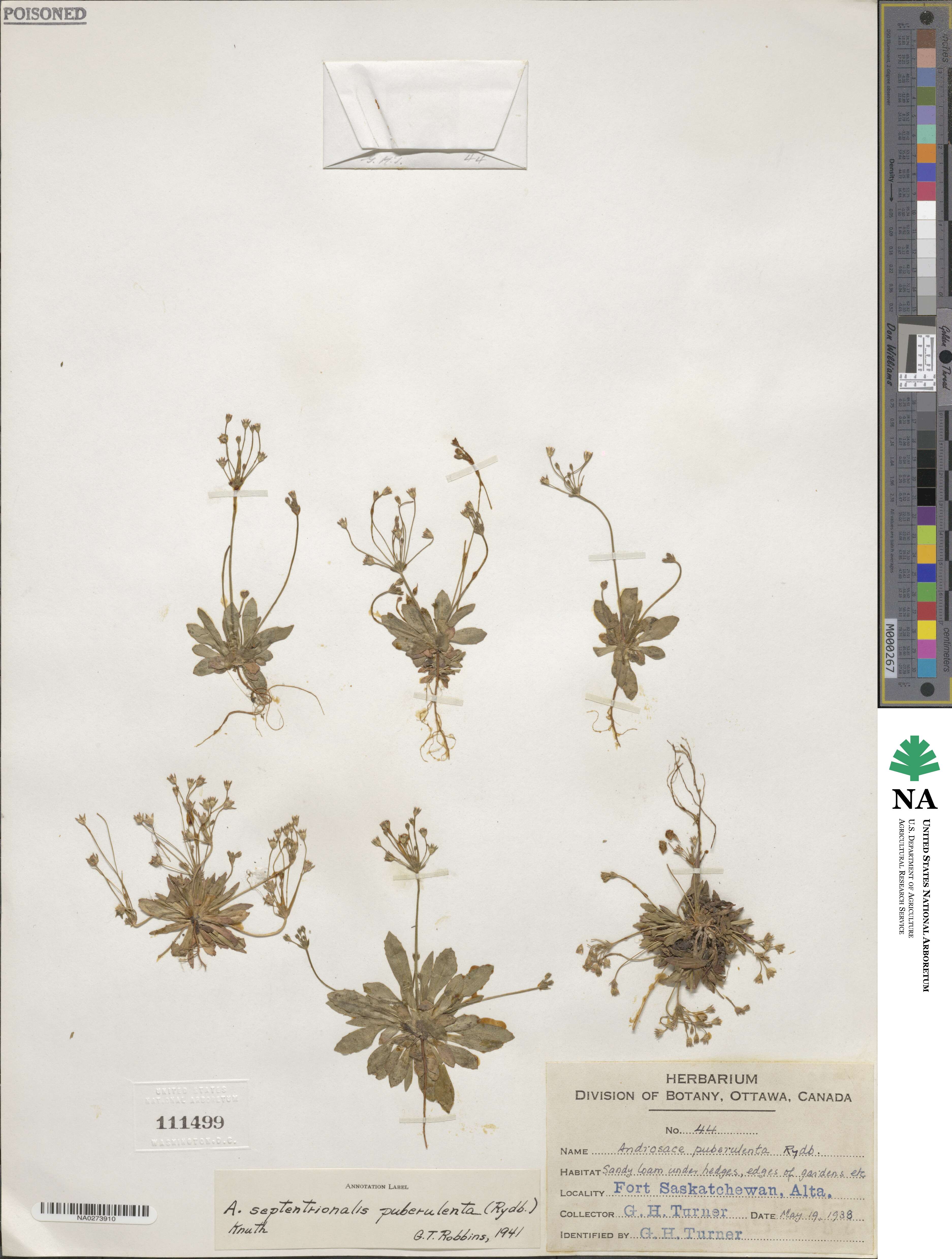 Androsace septentrionalis subsp. puberulenta image