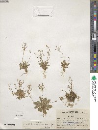 Androsace septentrionalis image