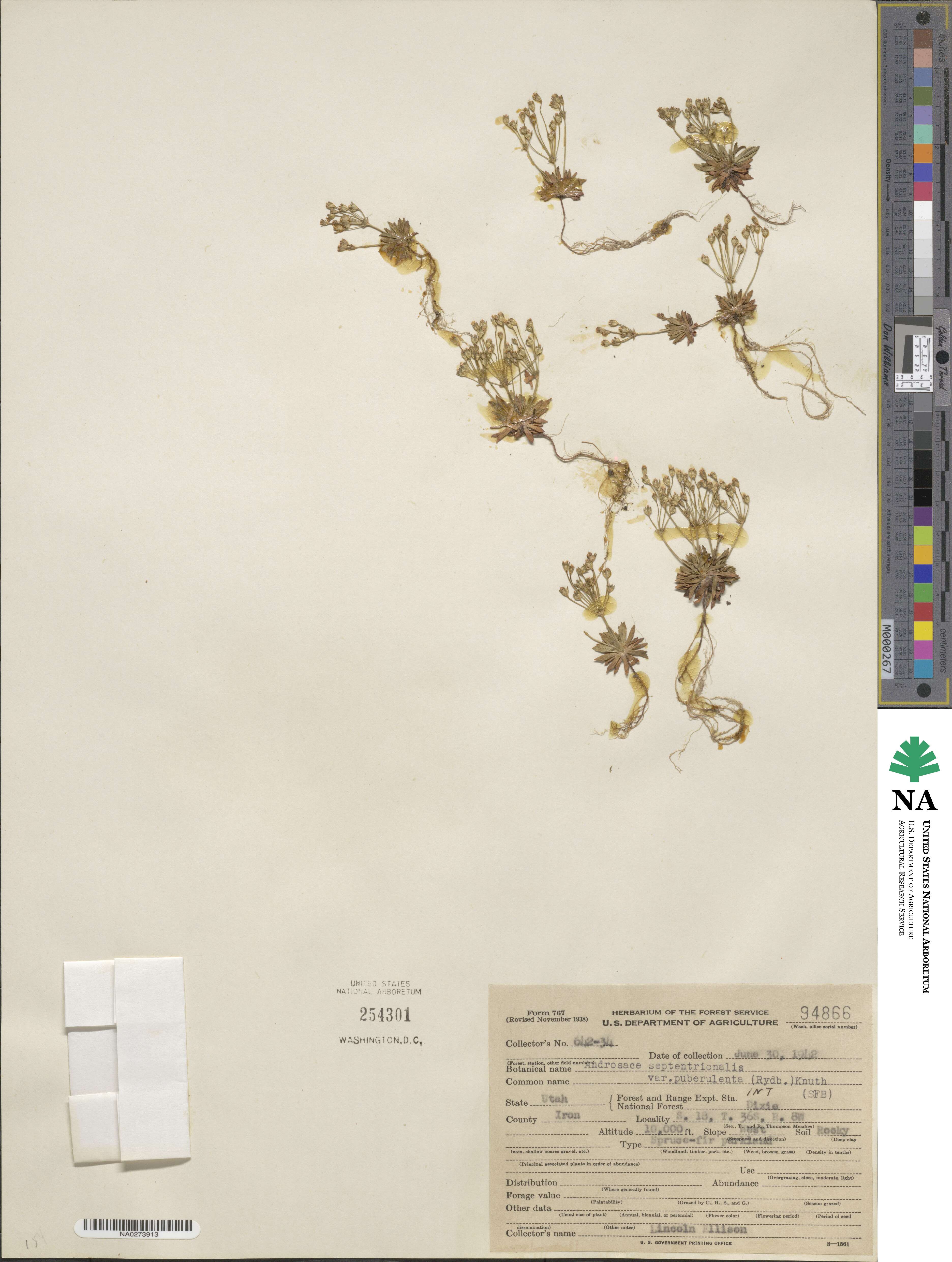Androsace septentrionalis subsp. puberulenta image