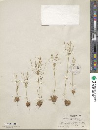 Androsace septentrionalis subsp. subulifera image