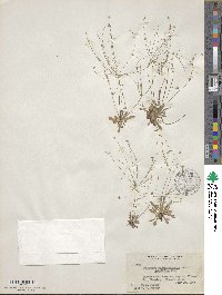 Androsace septentrionalis subsp. subulifera image