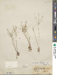 Androsace septentrionalis subsp. subulifera image