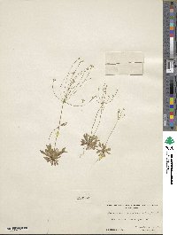 Androsace septentrionalis subsp. subulifera image