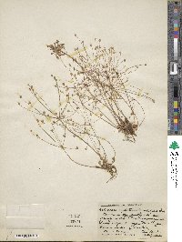 Androsace septentrionalis subsp. subulifera image